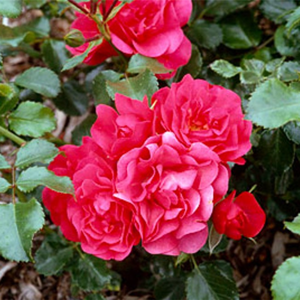 LANCASHIRE (Ground cover) Garden Roses Pococks Roses The Cornish